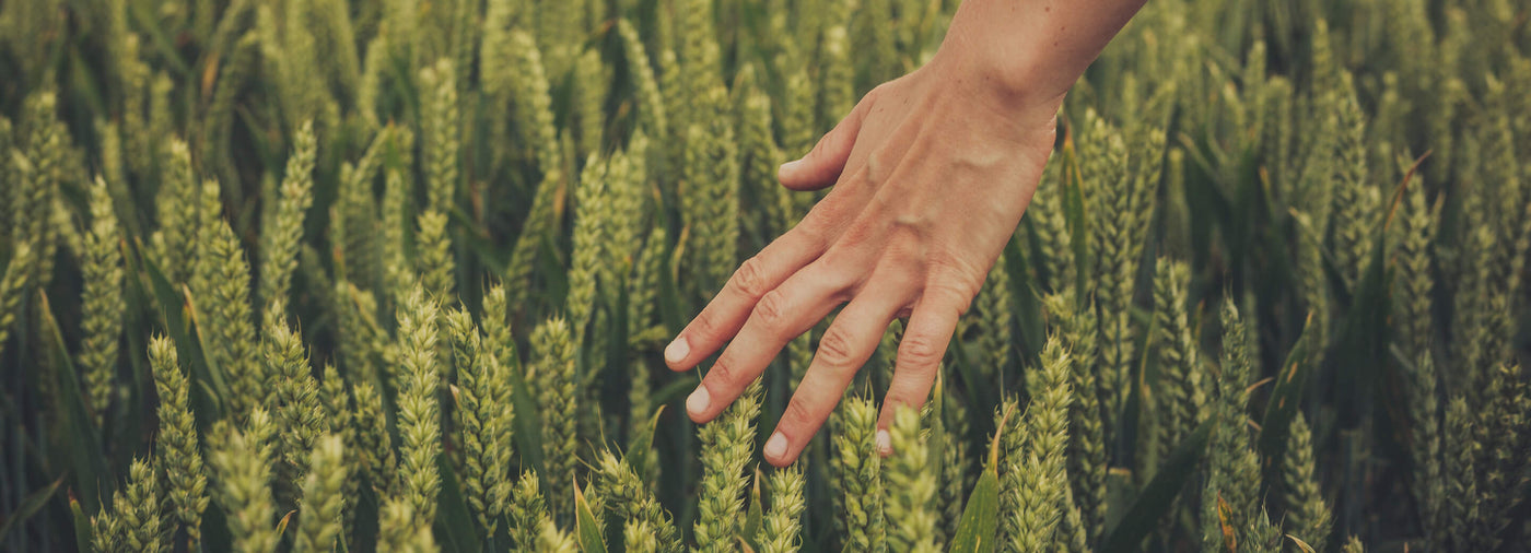 A person running their hand through wheat 